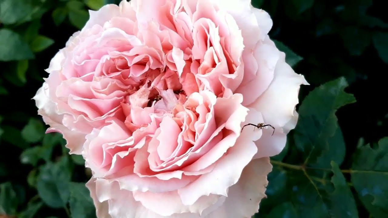 3 часть. Расплескалось море нежных роз, очарован ими небосвод смотреть онлайн