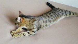 Актёр больших и малых театров