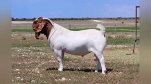 БУРСКАЯ ПОРОДА КОЗ. МЯСНАЯ ПРОДУКТИВНОСТЬ ПОРОДЫ