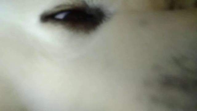 Умка спит с открытыми глазами смотреть онлайн