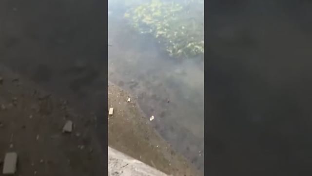 Что лежит на дне чебоксарского залива смотреть онлайн