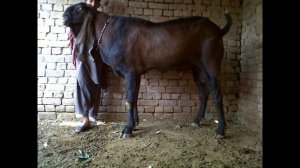 Самая дорогая и самая красивая коза в мире!//Козы Дамасская шами