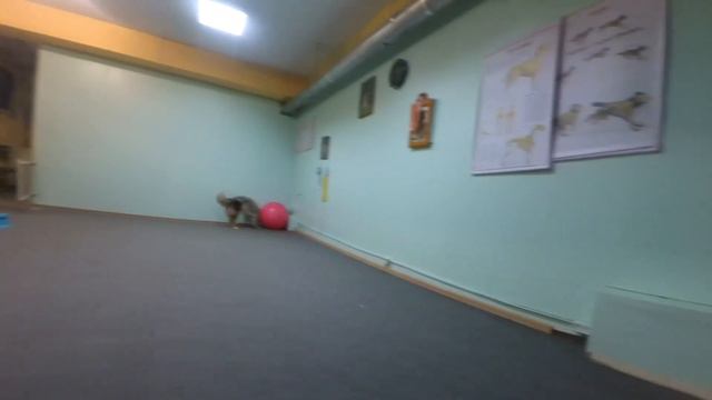 Дог фитнес от Фанты смотреть онлайн