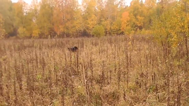 Охота на перепела с лабрадором. Дик. смотреть онлайн