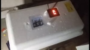 Инкубация перепелиных яиц от закладки до вылупа | Инкубатор Несушка | Мой первый опыт с перепелами