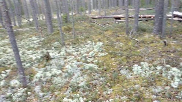 Экстремальный поход с трагическими последствиями смотреть онлайн