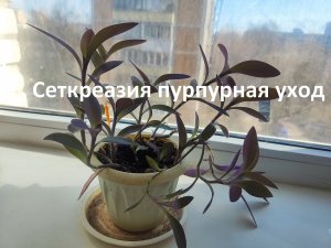 Неприхотливый цветок - сеткреазия пурпурная