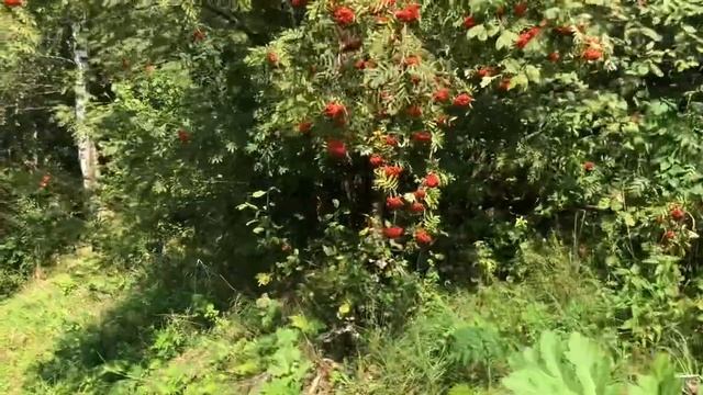 Осваиваем участок смотреть онлайн
