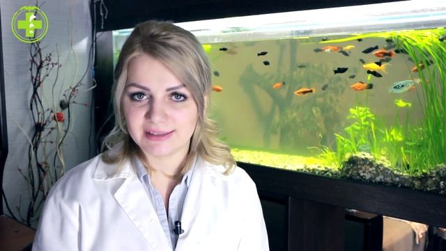 Как подстричь когти кошке правильно. Важные советы ветеринара