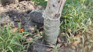 Яблоня, короед. Ствол дерева после удаления короеда.