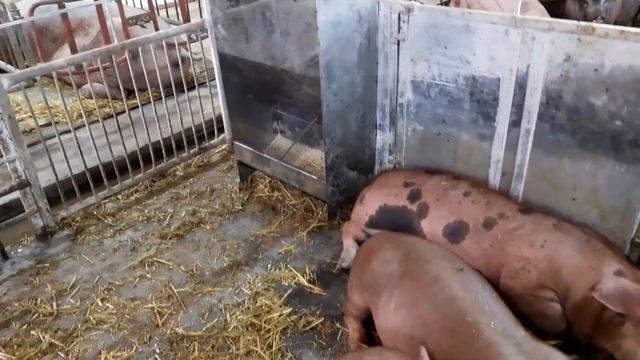 //Свиньи,свиноматки,поросята дезинфекция по плану,сухая дезинфекция в присутствии??//