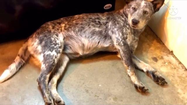 Две лапы торчали из за автомата с газировкой, она была без сил