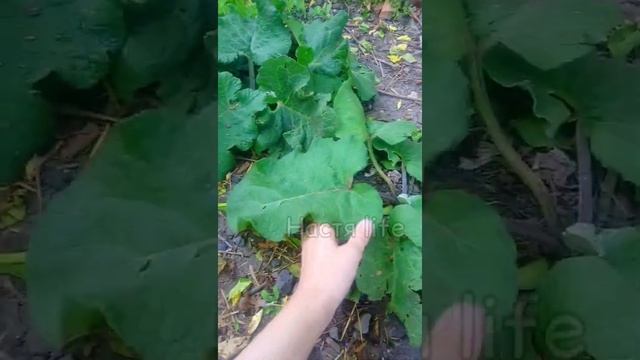 ? Какую траву давать курам? Витамины курам несушкам летом ? смотреть онлайн