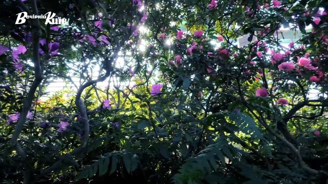 Азалії й камелії - казковий сад Ботсаду ім.Гришка смотреть онлайн