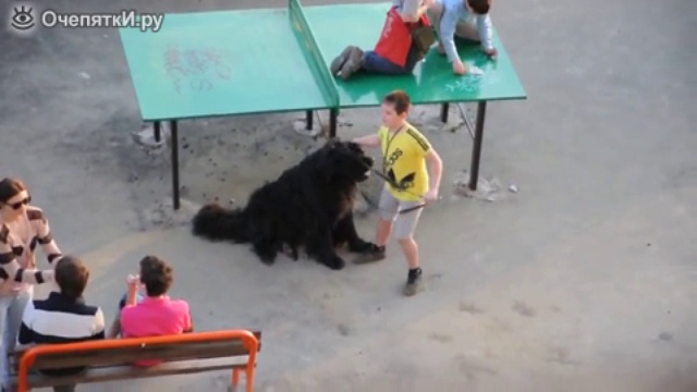 Пёс дремлет на прогулке смотреть онлайн