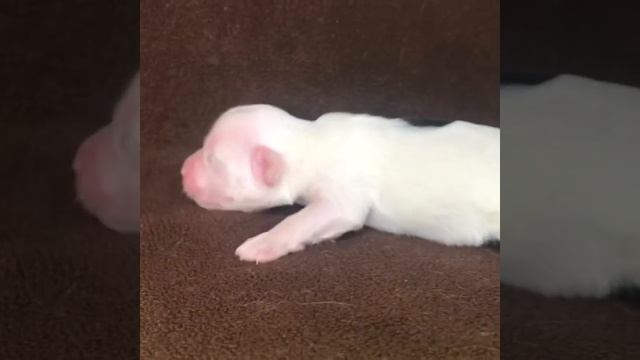 Ksolo Club Nikonora - Ксоло Клаб Никонора смотреть онлайн