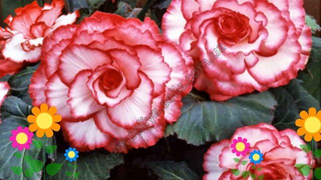 Бегония клубневая (Bouton de Rose). Краткий обзор, описание характеристик, где купить луковицы смотреть онлайн