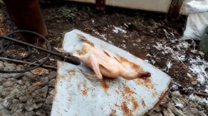 Забой и ощипывание гуся в возрасте 6 мес. Стоит держать или нет?