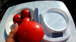 Томат - Blue Beauty (Голубая красавица)