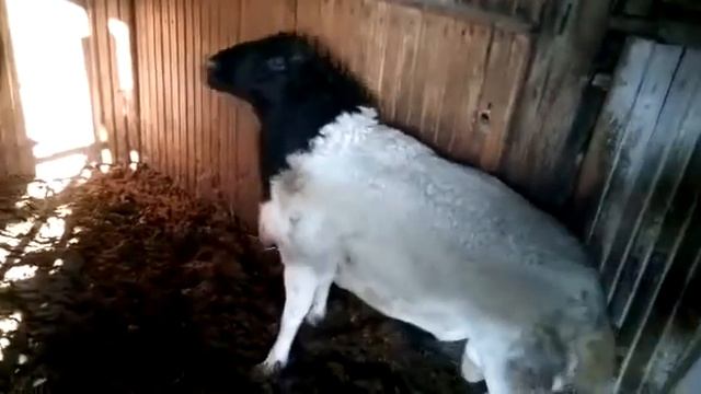 Баран производитель породы Дорпер Немецкой линии в посёлке Конезаводский Омской области смотреть онлайн
