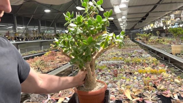 ПОДБОР ГОРШКА ДЛЯ РАСТЕНИЯ ВМЕСТЕ С ИВАНОМ ATTRACTIVE POT СУККУЛЕНТЫ В КЕРАМИЧЕСКИХ ГОРШКАХ смотреть онлайн