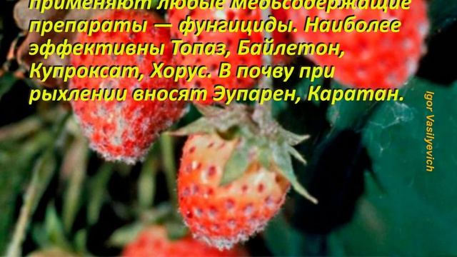Опасные Болезни клубники. Способы и методы борьбы с болезнями клубники Защита и лечение от болезне смотреть онлайн