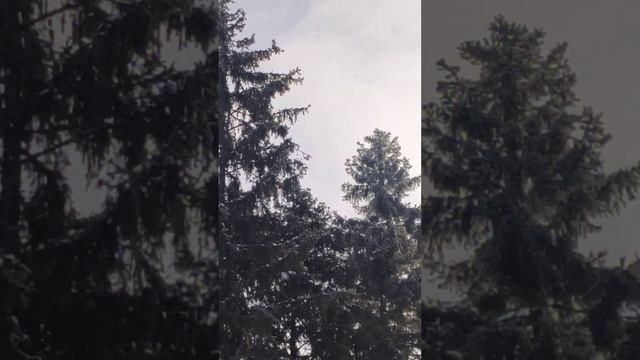 клесты и дятел смотреть онлайн