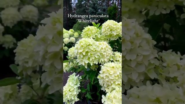 #beautiful #nature #hydrangea #hortensia #hydrangeaflower #garden #гортензия #paniculata#flower #са смотреть онлайн