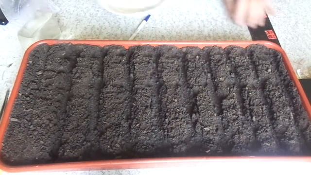 ПЕРВЫЙ ПОСЕВ ТОМАТОВ В 2019 ГОДУ. Ольга Чернова. смотреть онлайн