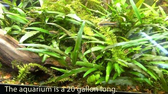 Up close and personal with Black Darter Tetras смотреть онлайн