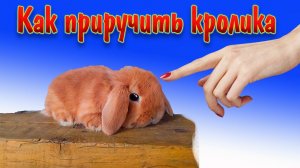 Как приучить кролика к рукам