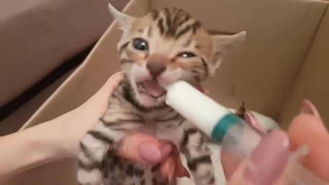 Подкармливаем котят. Бенгальские котята. смотреть онлайн