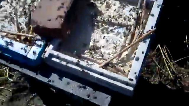 Пчелы собирают обножку из соевой муки смотреть онлайн