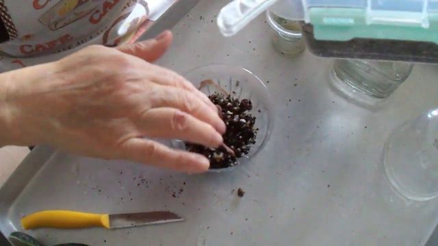 90. Menekşe Yaprağını Köklendirme Serada Menekşe Denemeleri Çok Güzel Saatler.