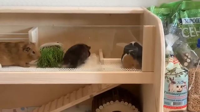Мини-вольер для морских свинок | двухэтажный вольер с сенницей смотреть онлайн