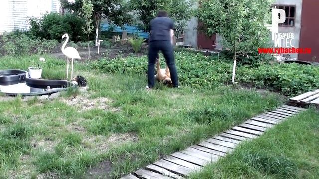 РАЗОБЛАЧЕНИЕ "Собаки-выпиваки": оказывается Пёс был трезв как стекло!!!) [Рыбачёв и Пёс НЕИЗДАННОЕ] смотреть онлайн