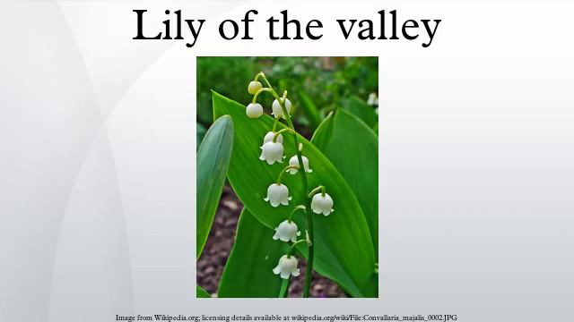 Lily of the valley смотреть онлайн