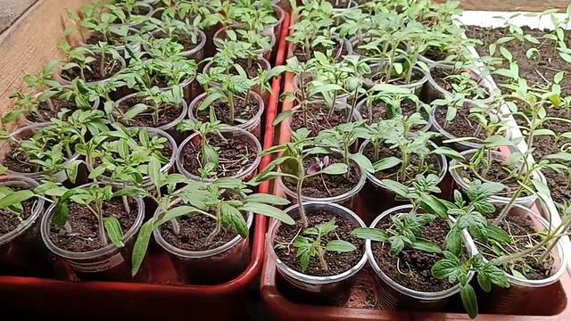 Рассада томатов и перца, 11 дней после посева. смотреть онлайн