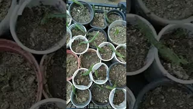 WhatsApp Video 2020 09 26 At 11 03 10 1