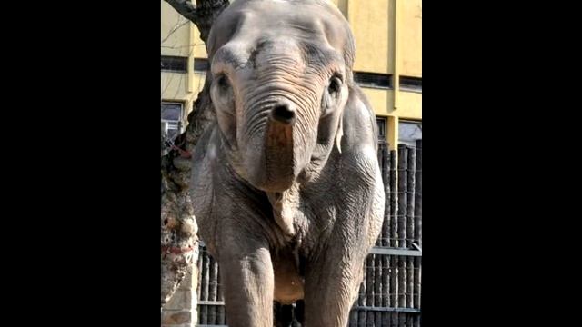 Budapest Zoo and Botanical Garden смотреть онлайн