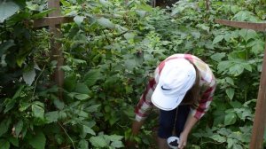 Малина черная Кумберленд: урожай, посадка и уход