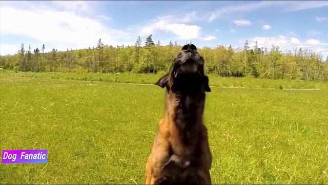 Doberman Pinscher VS Belgian Malinois - Which is Better FOR YOU ? смотреть онлайн
