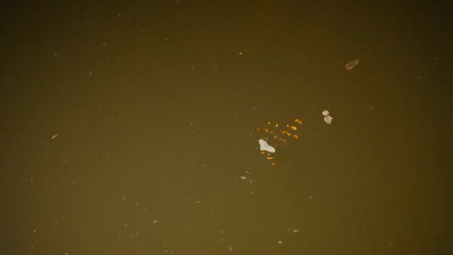 Гладыши, дафнии, водяной скорпион, водолюб и плавунец. смотреть онлайн