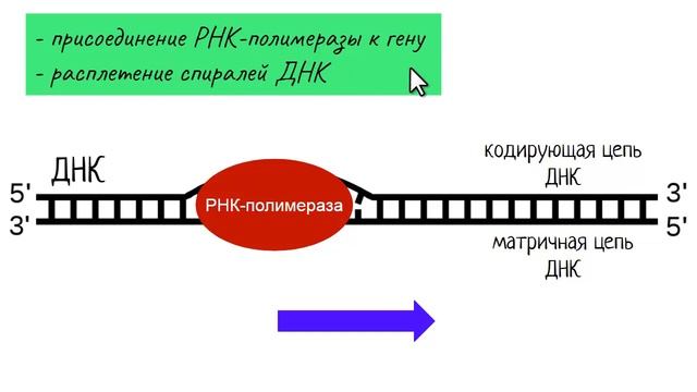 Синтез белка: транскрипция | самое простое объяснение смотреть онлайн