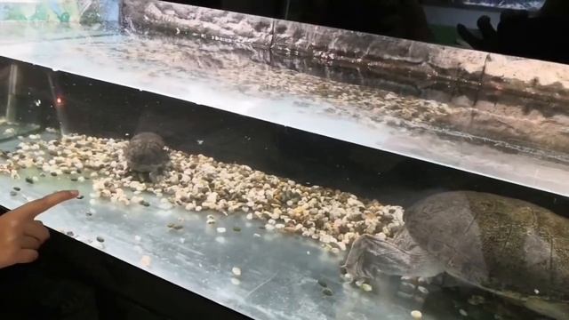 Минский зоопарк и дельфинарий. Минск, Белоруссия смотреть онлайн