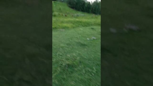 #Bluebell #ride 2 #playingwithcows #barehoofpetcare смотреть онлайн