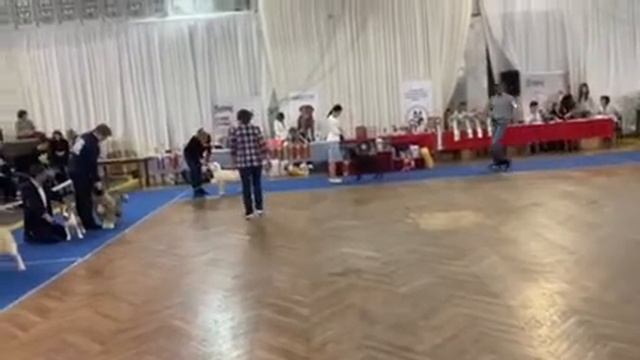 питомник Бишенели среднеазиатской овчарки алабай