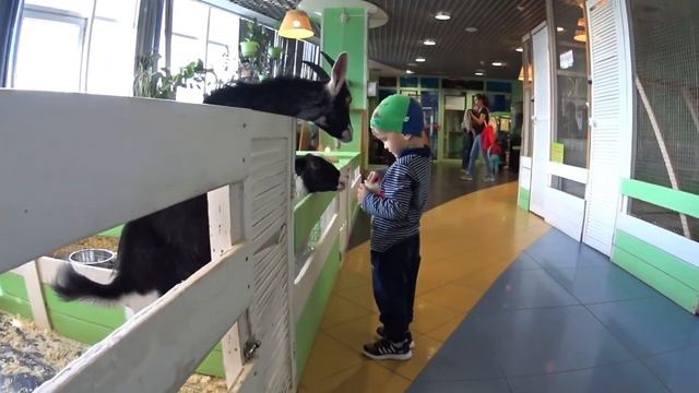 Дети выбирают обувь, посещают контактный зоопарк и покатушки в продуктовом магазине смотреть онлайн