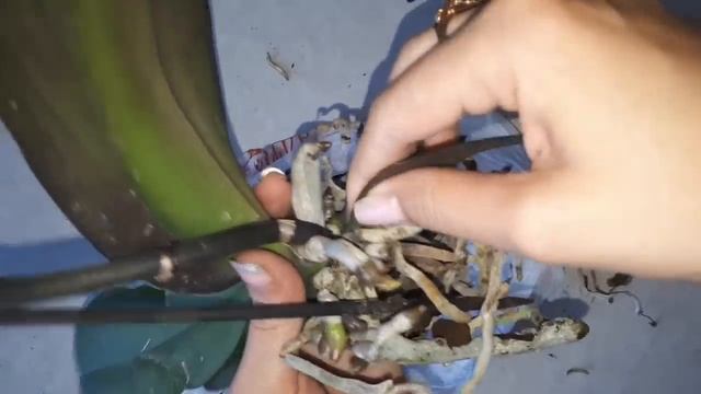 Пересадка в керамзит / первый полив Орхидеи singolo/ двойной горшок смотреть онлайн