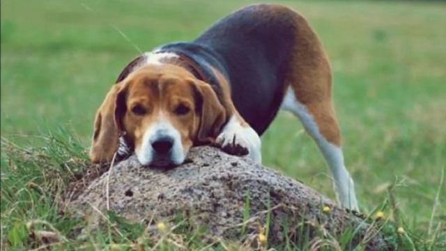 Эстонская гончая описание плюсы и минусы породы | Собаководство | Порода собак Эстонская гончая